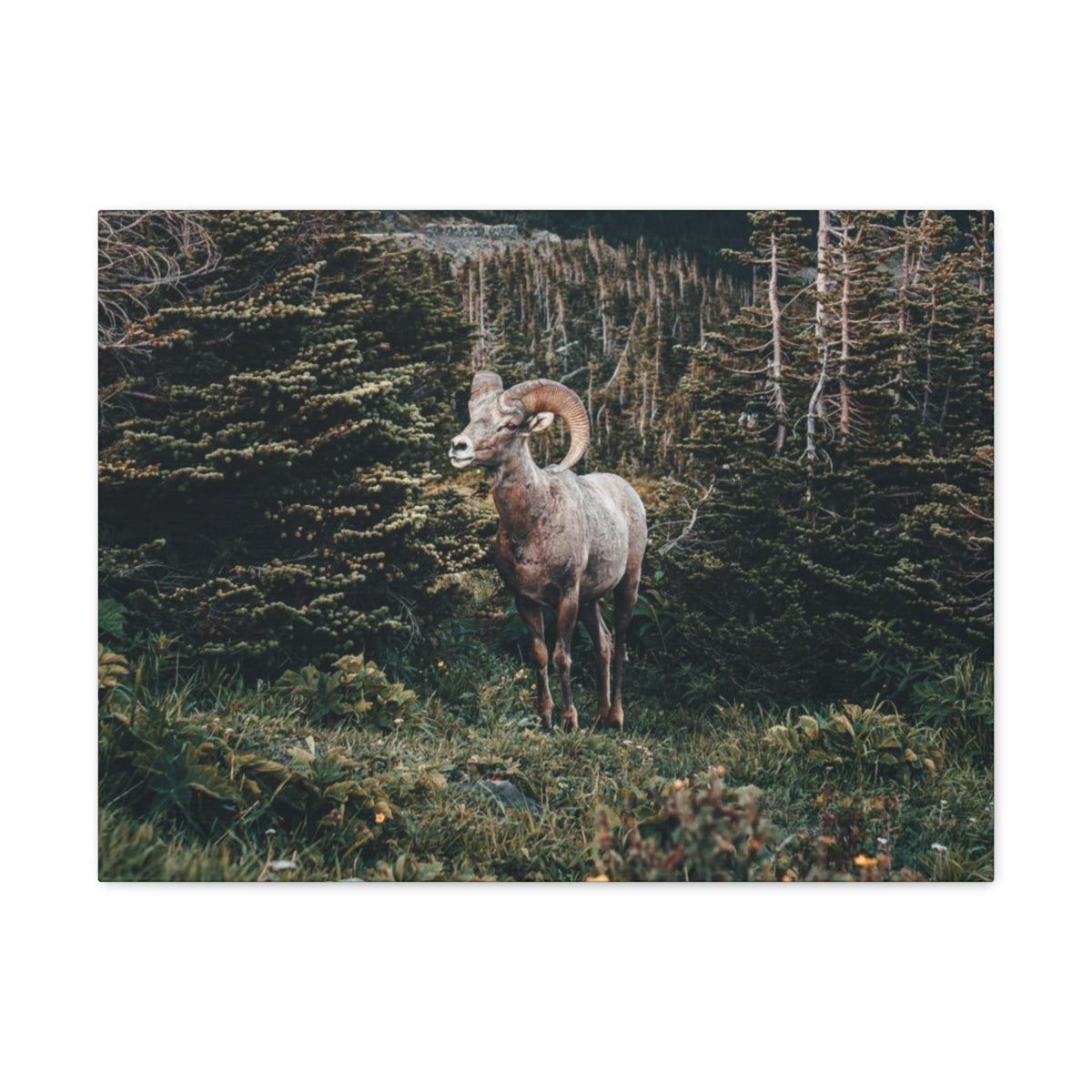 Big Horn Sheep in Glacier National Park