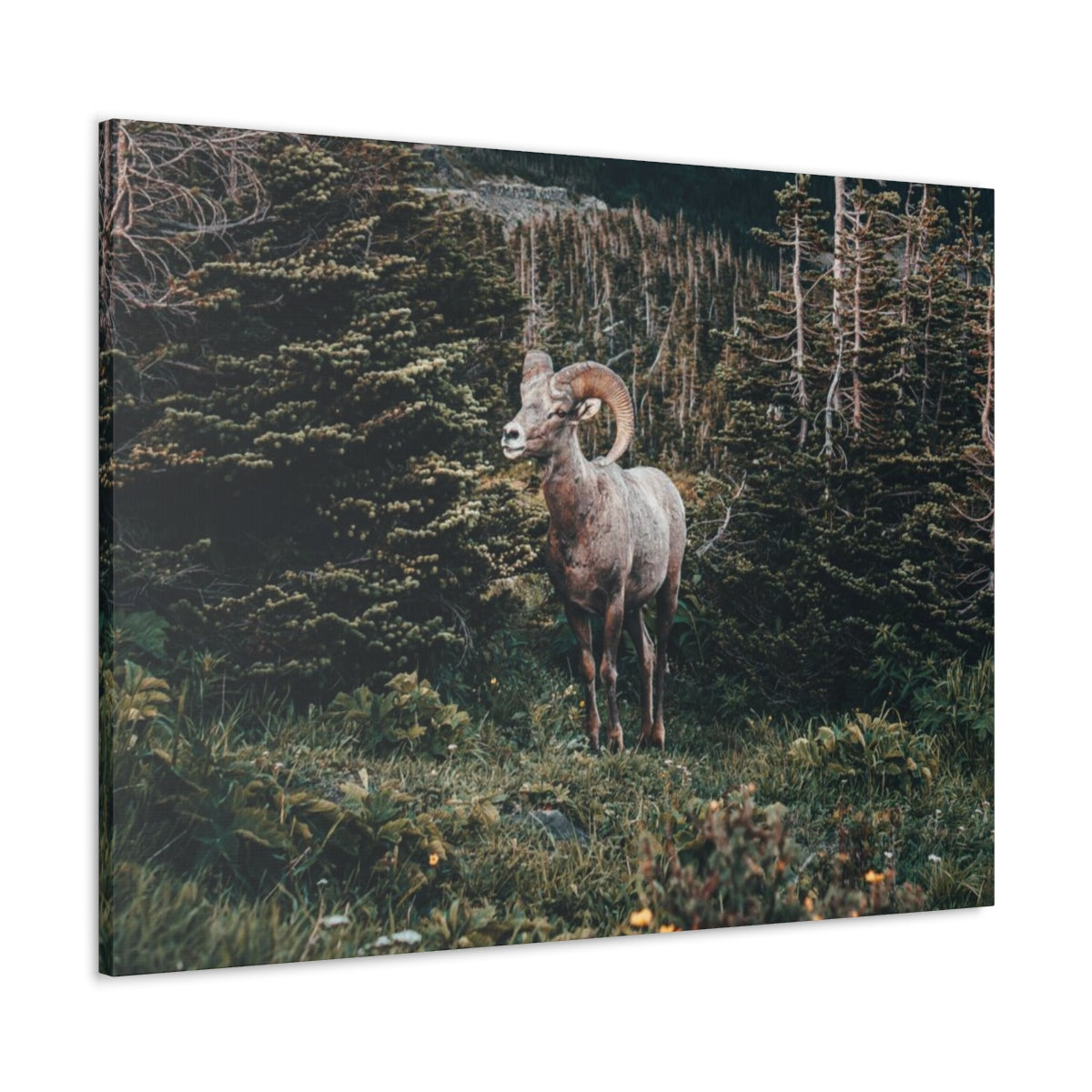 Big Horn Sheep in Glacier National Park