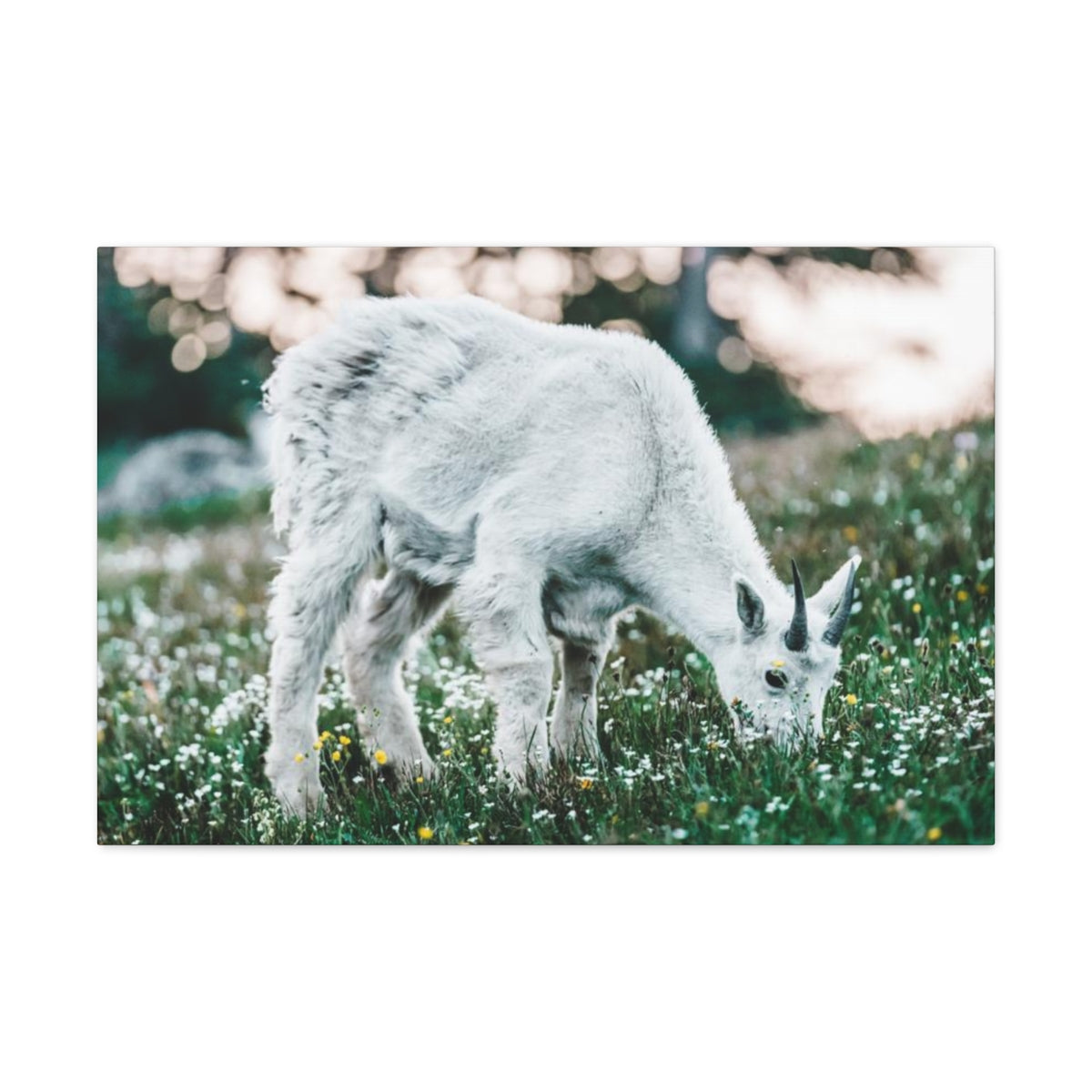 Mountain Goat in Glacier National Park